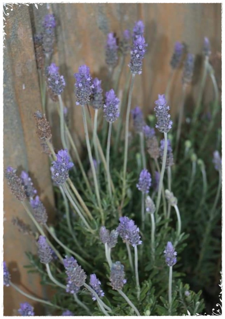 Screenshot_20190729_171403